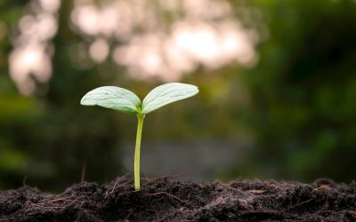 Les arbres parlent : La surprenante communication secrète des forêts