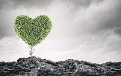 Les secrets cachés des forêts : Comment les arbres luttent contre le réchauffement climatique