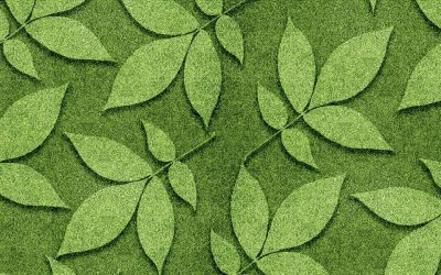 Le Secret des Forêts : Mystères Insoupçonnés et Impacts sur notre Planète