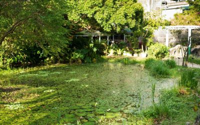 Sauver notre planète : Comment agir pour un avenir durable