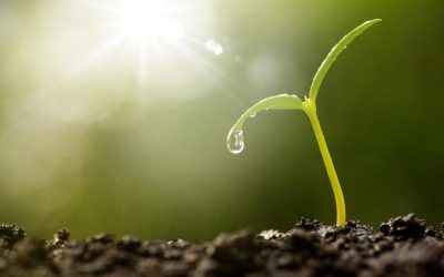 Les bienfaits insoupçonnés de la forêt sur l&rsquo;environnement : enquête sur le pouvoir des arbres