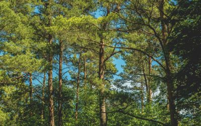 Quand les abeilles disparues envahissent le monde virtuel : Voyage dans les ruches du Metavers