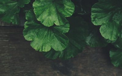 Survivre à l&rsquo;apocalypse climatique : astuces et innovations écologiques