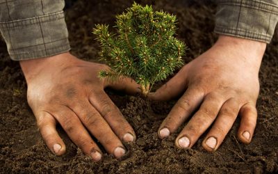 La révolution silencieuse des micro-forêts urbaines : vers une ville oxygénée ?