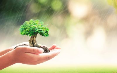 Les 10 actions individuelles les plus efficaces pour protéger l&rsquo;environnement