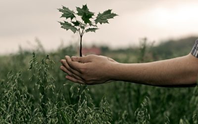 Le plastique dans la nature, notre future source de biodiversité ?