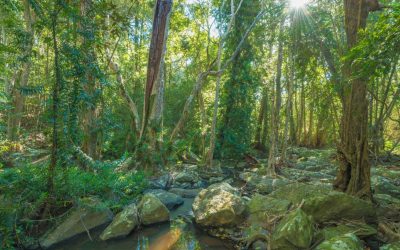 L&rsquo;impact de la consommation de viande sur l&rsquo;environnement : enquête sur les alternatives possibles