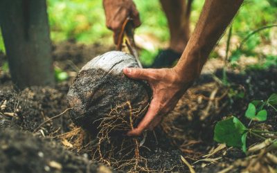 Les Super-héros de notre environnement : ces animaux qui luttent chaque jour pour notre survie