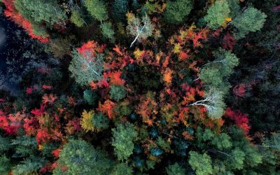 Pourquoi le recyclage des déchets électroniques est crucial pour l&rsquo;environnement ?