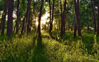 Les éoliennes, nouvelles reines de l&rsquo;évasion fiscale ?