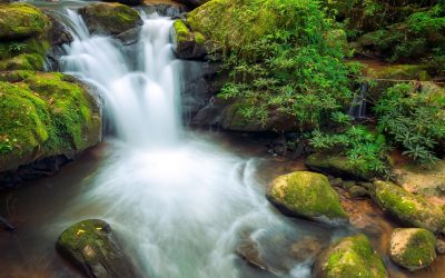 Les abeilles au chômage: quand la robotique menace les pollinisateurs