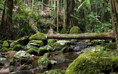 Ces plantes qui émettent des signaux SOS : quand la nature demande de l&rsquo;aide
