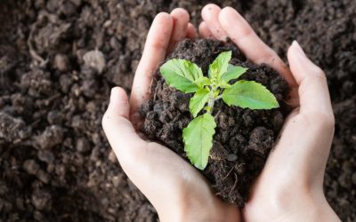 Ces plantes étranges qui purifient l’air de nos villes mieux que les arbres