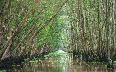 Decryptage des secrets de la forêt Amazonienne : les clés pour sauver notre planète