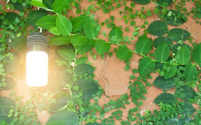 La vérité sur les abeilles et la crypto-monnaie : un marché en essor