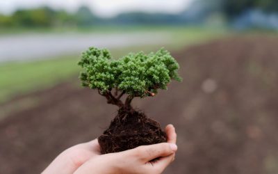 L&rsquo;urgence de protéger notre environnement : Enjeux, actions et perspectives