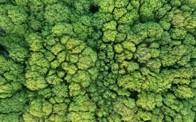 Protéger notre planète pour un avenir durable : les enjeux environnementaux du XXIe siècle