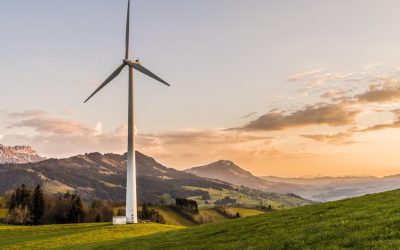 Les Arbres Savent-Ils Ce Que Vous Pensez ? Plongée dans le Monde de la Communication Végétale