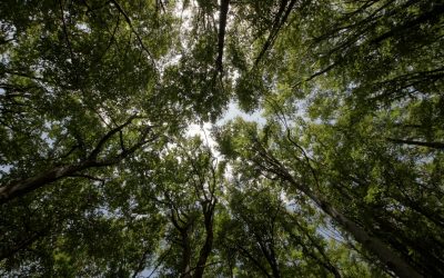 Sauver notre planète : les actions concrètes pour un environnement durable