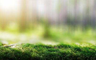 La vérité cachée derrière l&rsquo;éco-responsabilité des multinationales