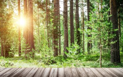 Le langage secret des arbres : Comment ils influencent notre environnement