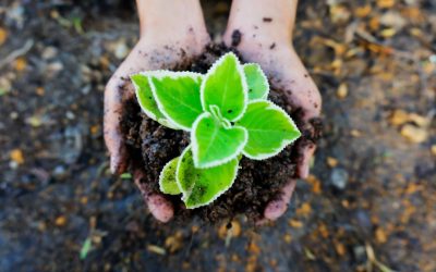 Les forêts chantent encore : quand les arbres communiquent-ils avec nous ?