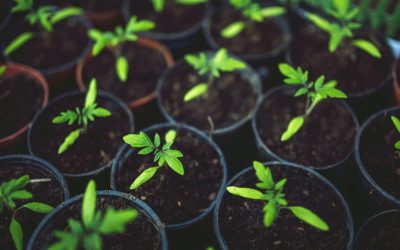 Protéger notre avenir : Les enjeux cruciaux de l&rsquo;environnement