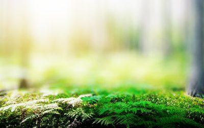 Les Abeilles Espionnes : Quand l&rsquo;Intelligence Artificielle s&rsquo;invite dans la Ruche