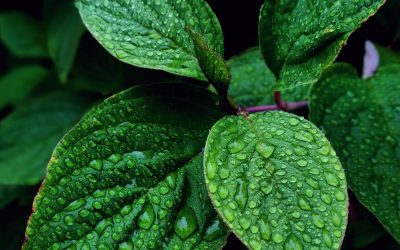 La Face Cachée de la Mode Écolo : Quand le Greenwashing S&rsquo;invite dans nos Dressings