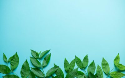 Ces fausses solutions écologiques qui empirent la crise climatique