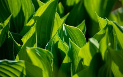 La Face Cachée des Forêts Urbaines : Quand les Arbres Prennent le Pouvoir
