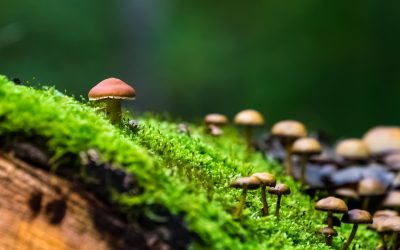 Les Super-pouvoirs insoupçonnés des algues pour sauver la planète