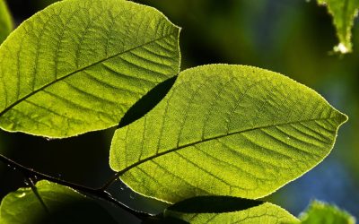 Éolienne déguisée : Quand l&rsquo;innovation technologique se cache dans le paysage